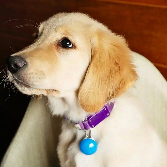 Led Light for Pets NWT - Blue - Picture 12 of 12